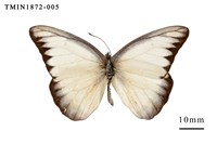 藏品(異色尖粉蝶)的圖片